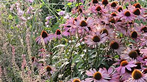 Gartentipps