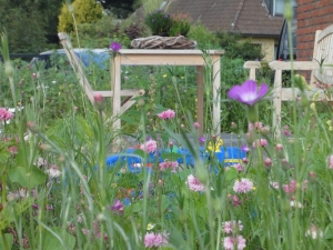 Gartenbepflanzung - Blumenwiese aussäen in Wentdorf