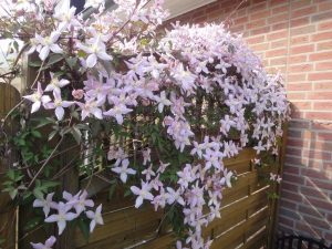 Sichtschutzwand mit Clematis bedeckt