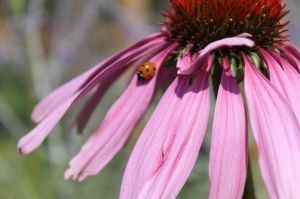 Gartenpflege - Echnincea mit Marienkäfer