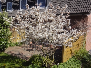 Gartenbepflanzung - Felsenbirne, Amelanchier lamarkii, in Blüte