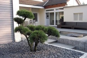 Baumpflege - Kiefernbonsai in Kiesfläche