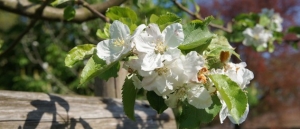 Gartenbepflanzung - Kirschblüte