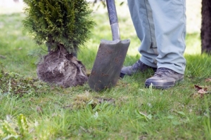 Spaten Pflanzarbeiten Thuja