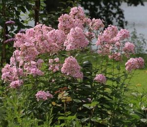 Gartentipps - Rosa Phlox Blüten