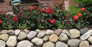 Gartentipps - Rosen auf Natursteinmauer