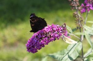 Gartentipps - Sommerflieder mit Schmetterling