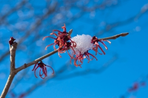 Zaubernuß_mit_Schnee