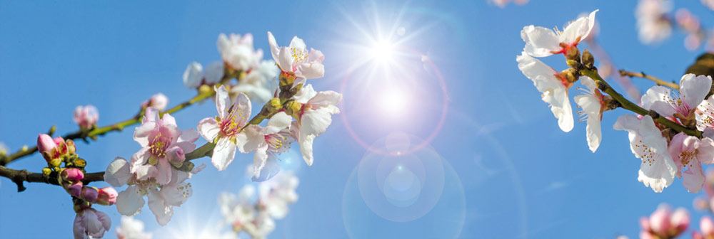 R. Schäfer GmbH – Ihr Gärtner zwischen Hamburg und Ostsee. › Reinhard