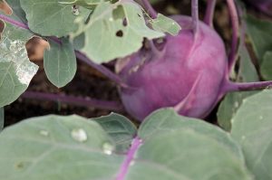 Nutzgarten in Bad Segeberg - roter Kohlrabi